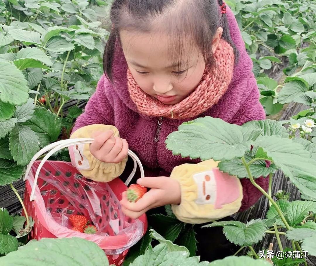 草莓采摘又到了吃草莓的季节,春季草莓采摘的正确打开方式