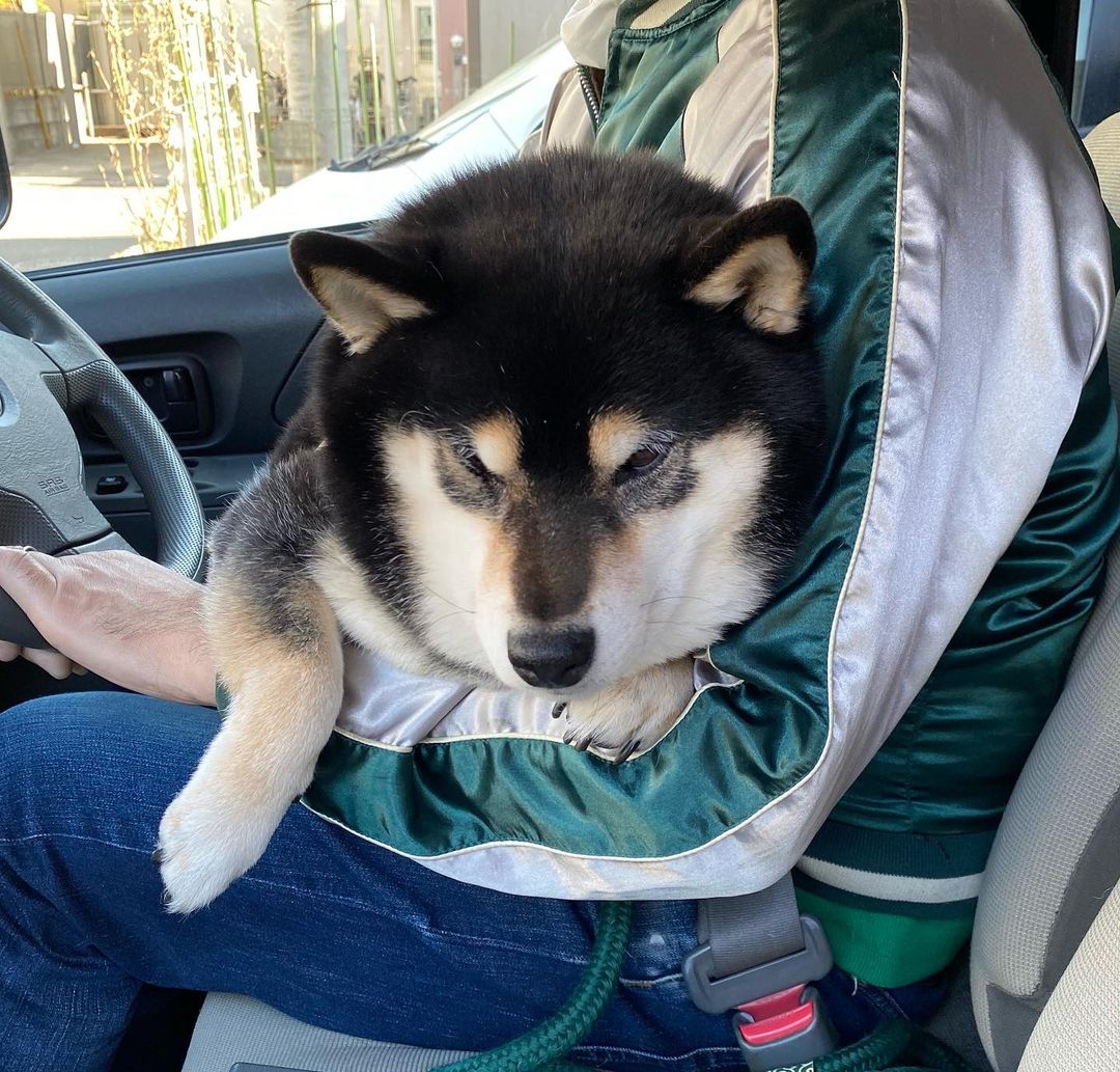 柴犬多少钱价格差异到底有多大,柴犬多少钱买呀