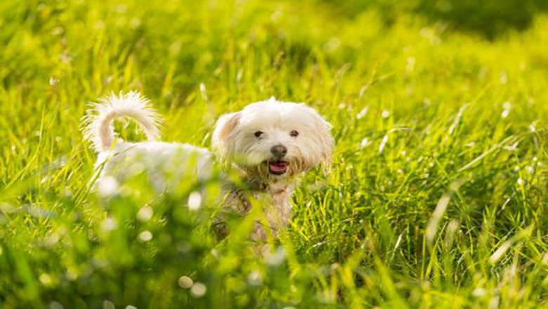 领养狗狗可以挑选品种和年龄么,领养狗狗要领养什么样子的好