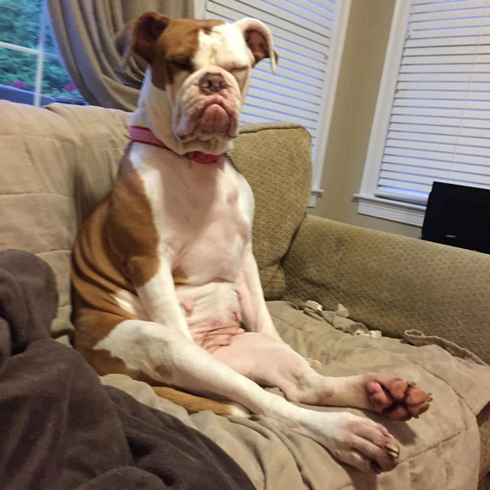 发狗狗丑照,狗狗最丑的照片和最好看的照片