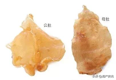 怎么区别花胶公母有教程,花胶公母区别方法图解