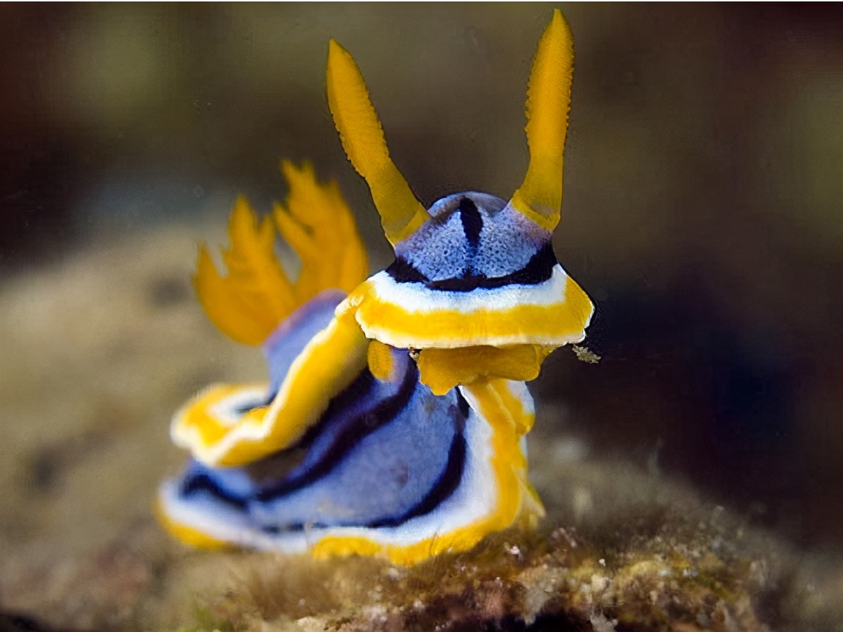 是雌雄一体的动物,雌雄一体的动物怎么繁育