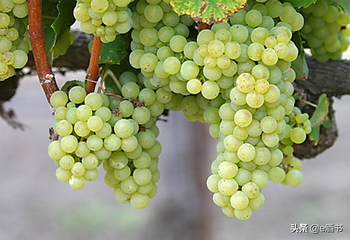 斯普曼特起泡酒（VinoSpumante）