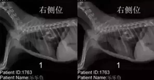 福懋动物医院解放大道分院,福懋动物医疗中心