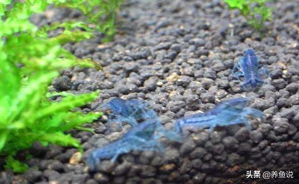 侏儒鳌虾可以养水草缸吗,鳌虾饲养造景