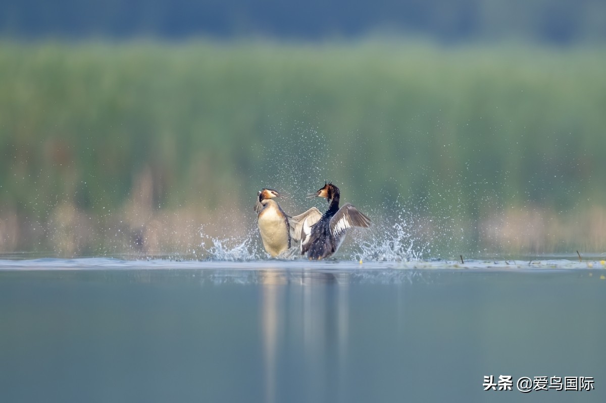 2020观鸟,观鸟大年影片