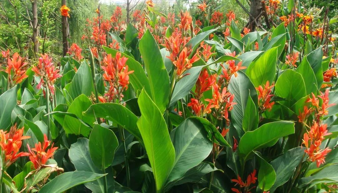 100种常见观叶植物图鉴史上最全,农村常见的100种植物