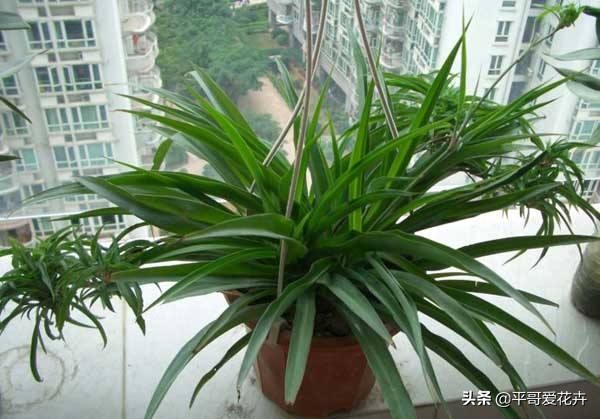 这3种花别碰,这3种花不要养