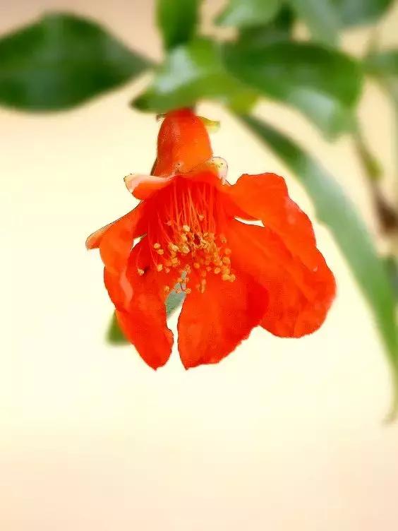 五月榴花照眼明是谁写的,五月榴花照眼明下一句