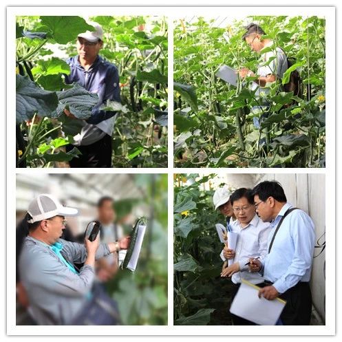 新品种黄瓜视频,黄瓜新品种大集合