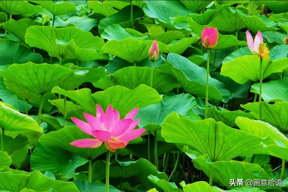 诗词鉴赏｜亭廊秀色觅荷香，月夜苍穹映碧光