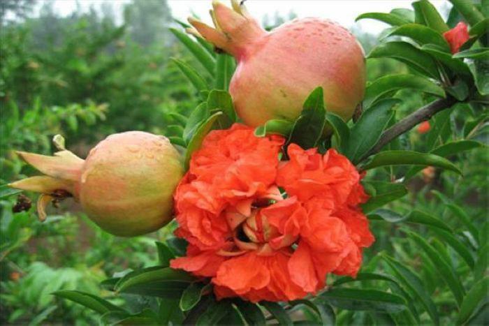 石榴优良品种牡丹石榴,喜欢石榴是因为什么
