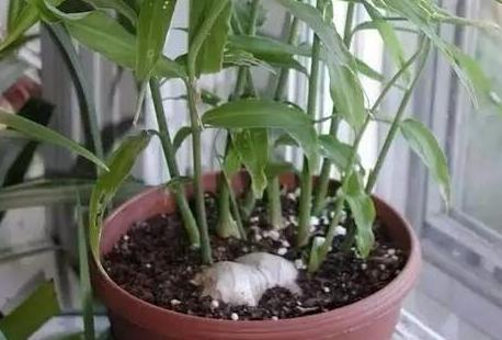 家种生姜怎样种植视频教程,在家种植生姜小妙招