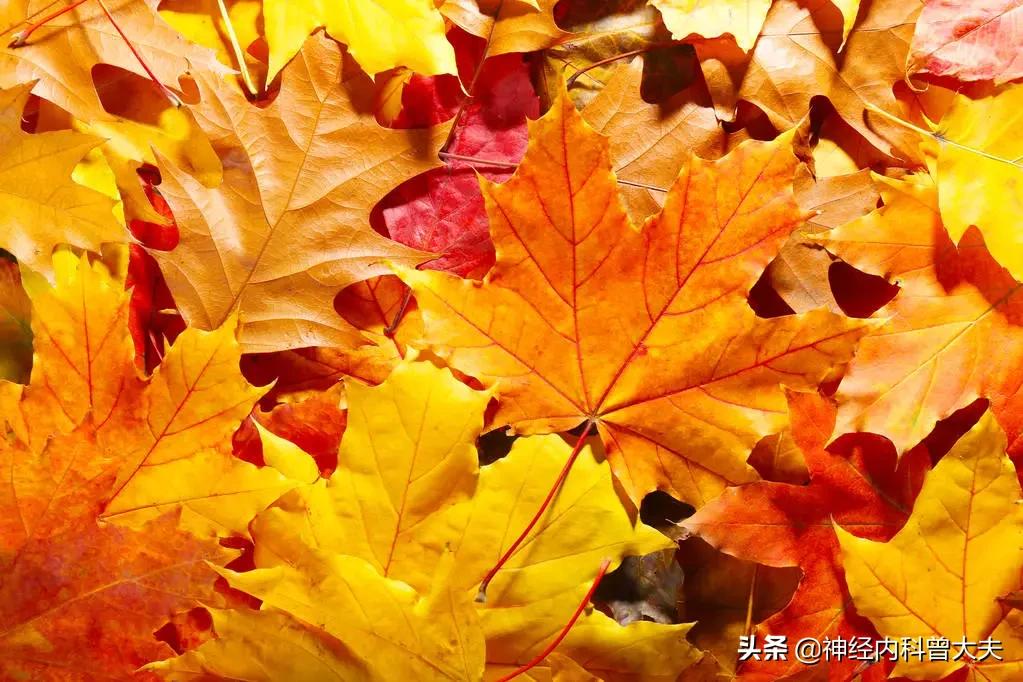 急性脑干梗死是什么引起的,脑干梗死是什么原因造成的