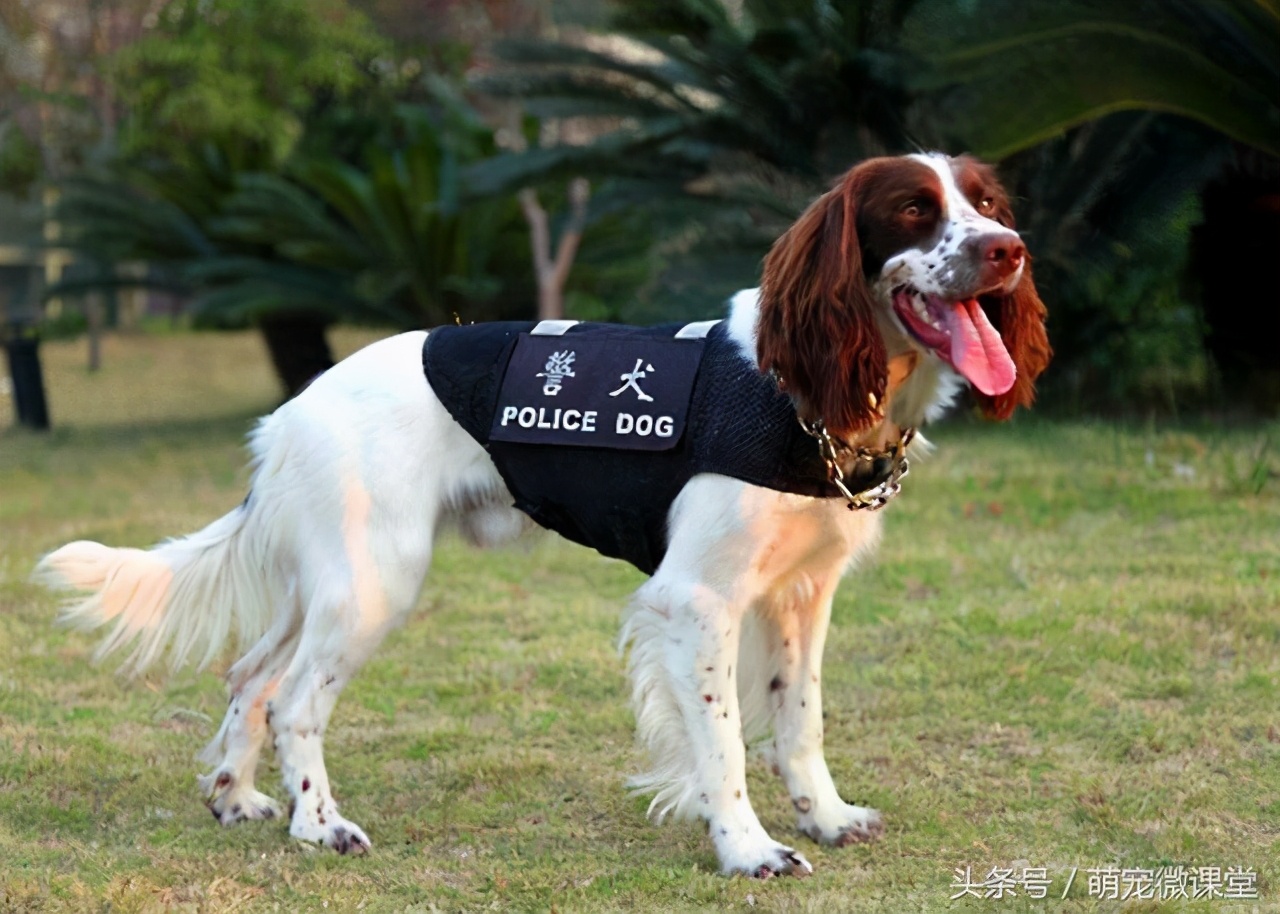 狗狗当警犬是自愿的吗,狗狗当护卫
