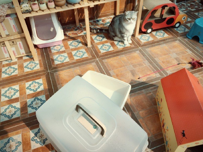 辟谣，猫咪也会被鱼刺卡喉咙，避免伤害只需做到：拒喂鱼骨