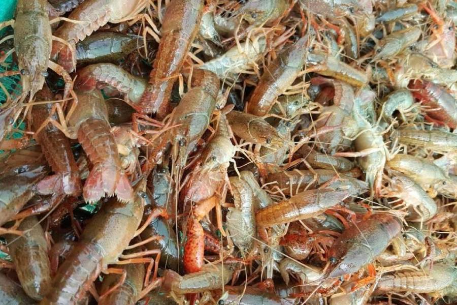 淡水虾养殖需要多长时间,淡水虾养殖在怎样条件下