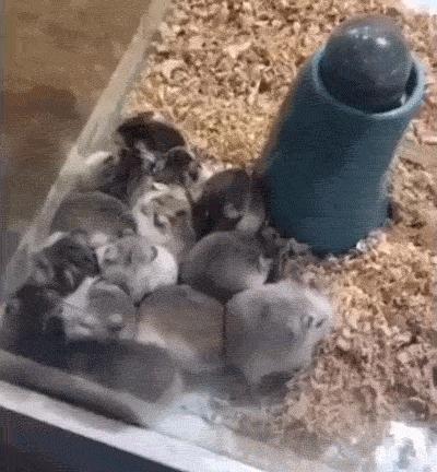 搞笑gif开心一刻单身也挺好,搞笑gif开心视频