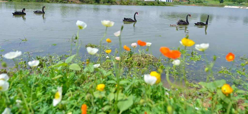 应来之城食用盐生产,应来之城餐馆