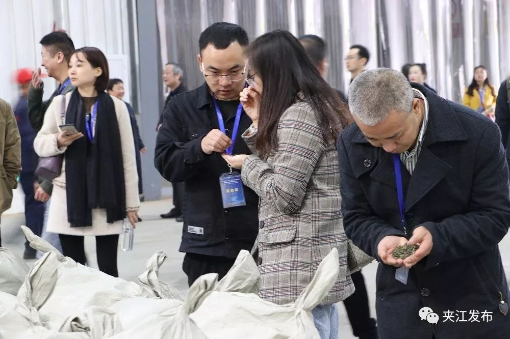 “百岳”来了！全国第一条立体布局出口绿茶生产线在夹江投产