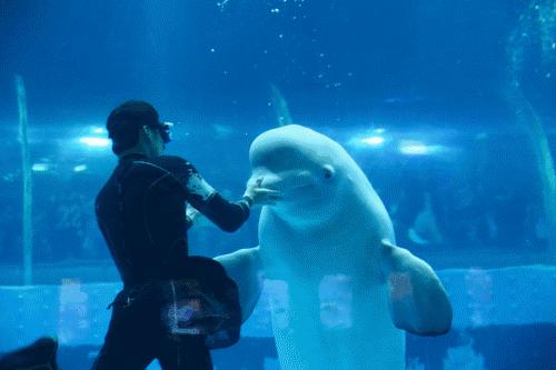 每个生命都值得被虐待,任何生命都不该被虐待