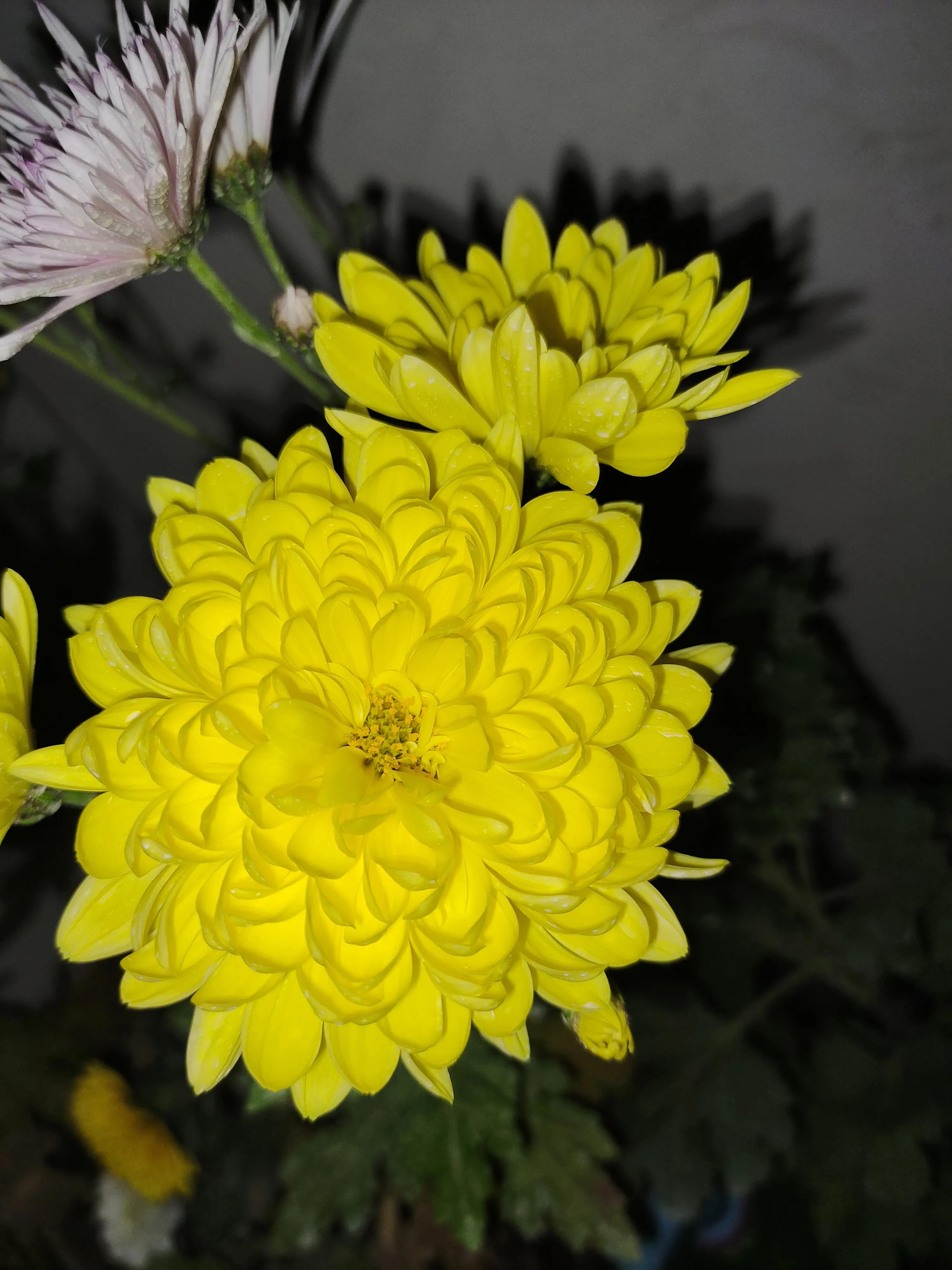 拼多多1元菊花苗,拼多多菊花花苗哪家强