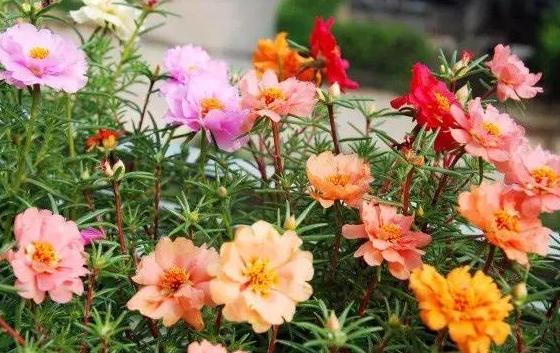 夏季花草烂根怎么办,盆栽被太阳晒枯萎了怎么办