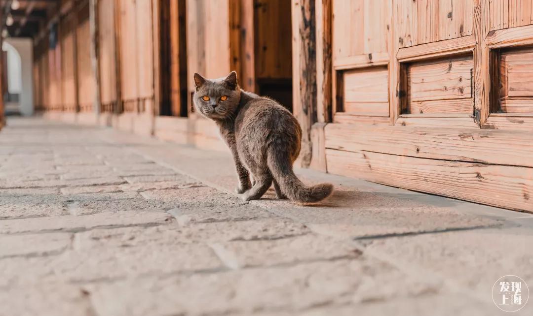 松江千年古镇,松江上海之源