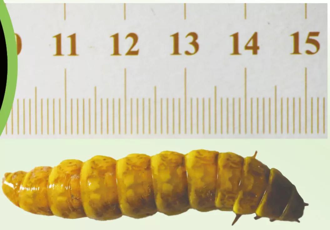 5cm长的萤火虫,通体发光的萤火虫