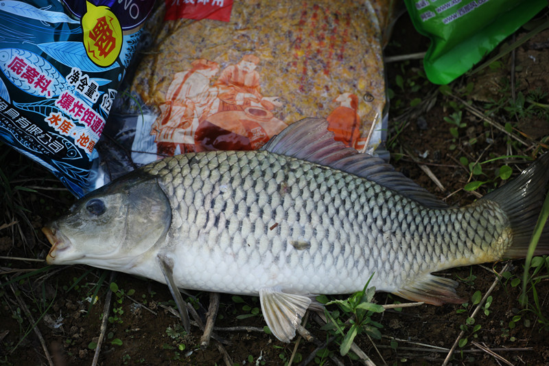 秋冬垂钓如何避小杂鱼,夏季钓鱼为什么容易空军