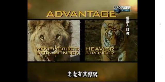 猫科动物实力排名苏门答腊虎,狮虎在猫科动物中战斗力排名第几