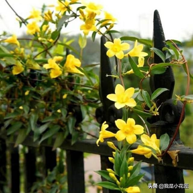 适合阳台种植的爬藤植物都有哪些,家庭阳台种什么爬藤植物比较好