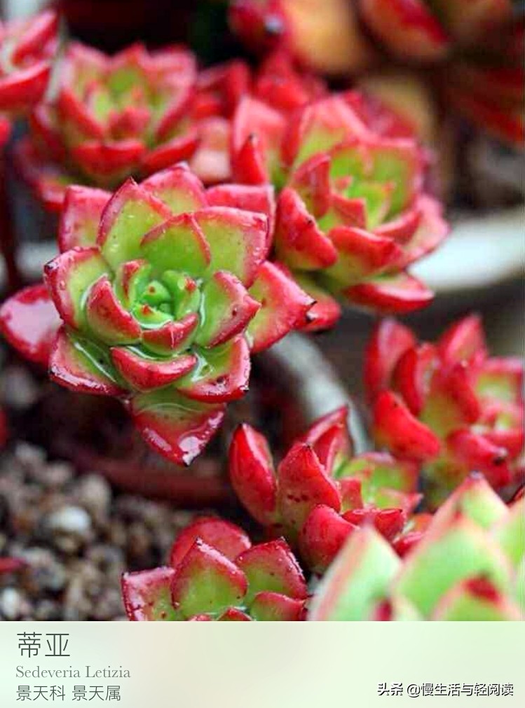 《慢生活·轻阅读》1647期