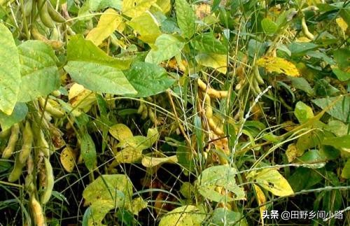 黄豆种子的种植方法和注意事项,黄豆适合什么样的气候来种植呢