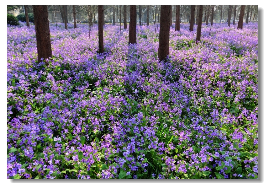 “论斤卖”的10种花卉种子，花海都种它，“靠天吃饭”就能活