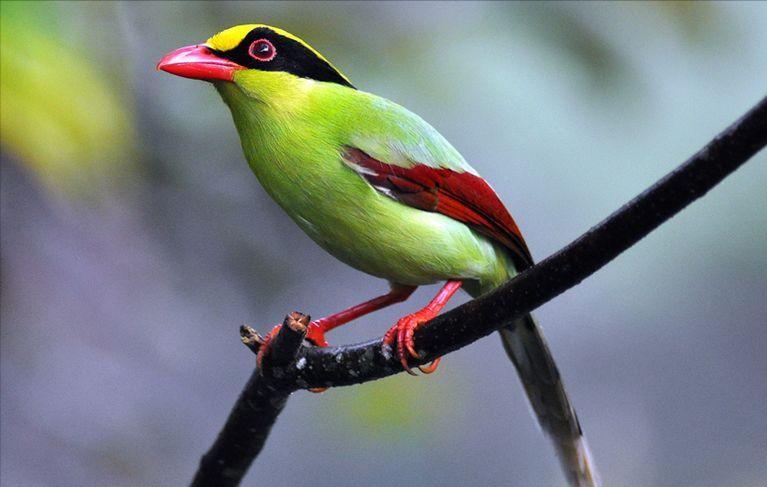 东江揽胜,惠州淡水常见鸟类图谱