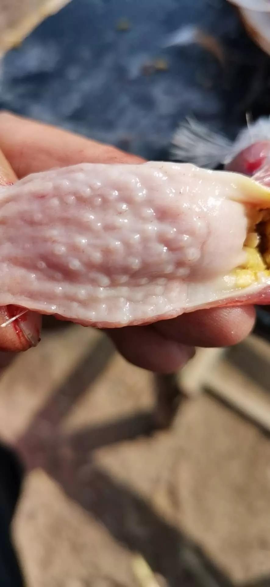 怎样养好青年鸡,鸡滑膜炎好治吗