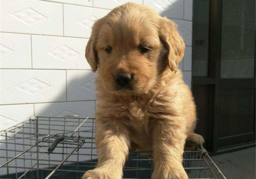 狗狗叛逆期护食,狗狗攻击性最佳矫正方法