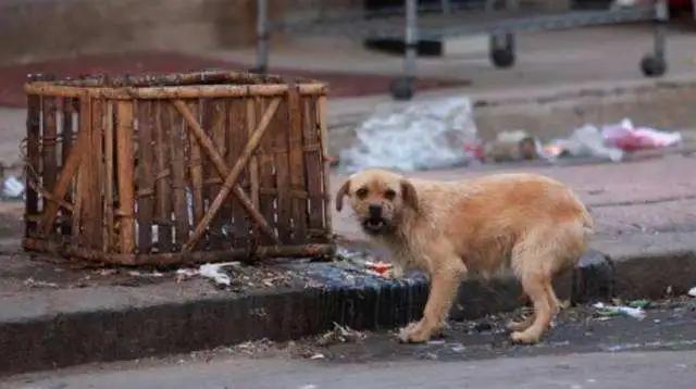 有了这个证,必要的时候可以救狗狗一命