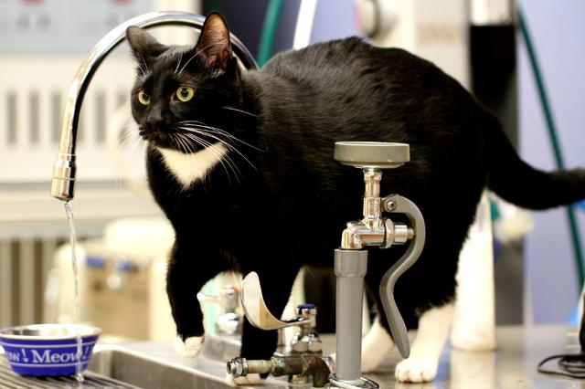 猫咪尿液很臭是怎么回事,猫咪的尿最近变得很臭