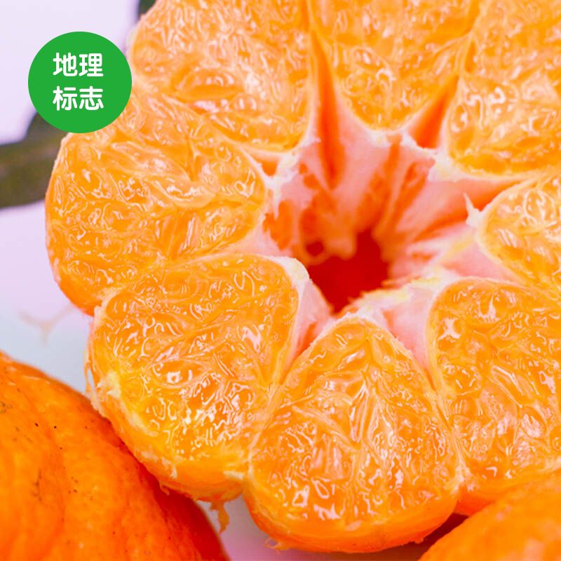 国家地理特色水果之蒲江丑柑,蒲江丑柑