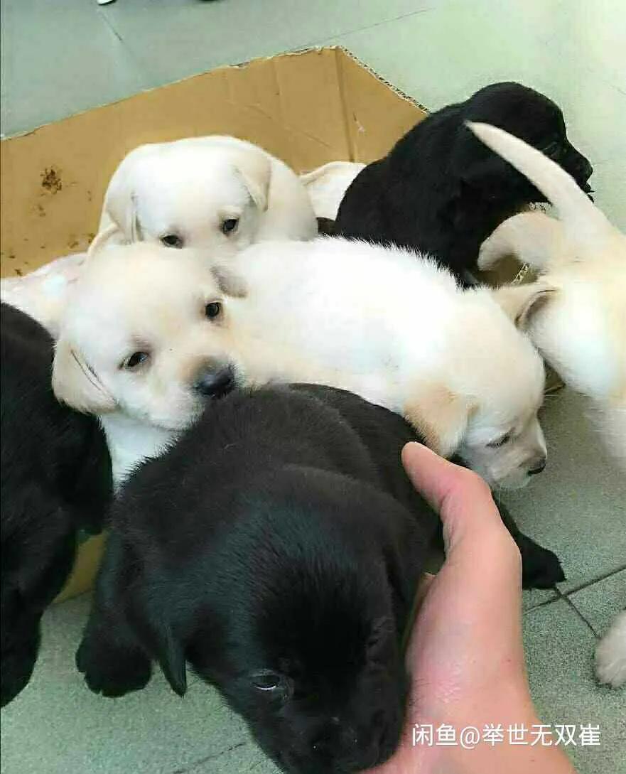 拉布拉多领养第一晚老叫唤,拉布拉多领养的最佳时间