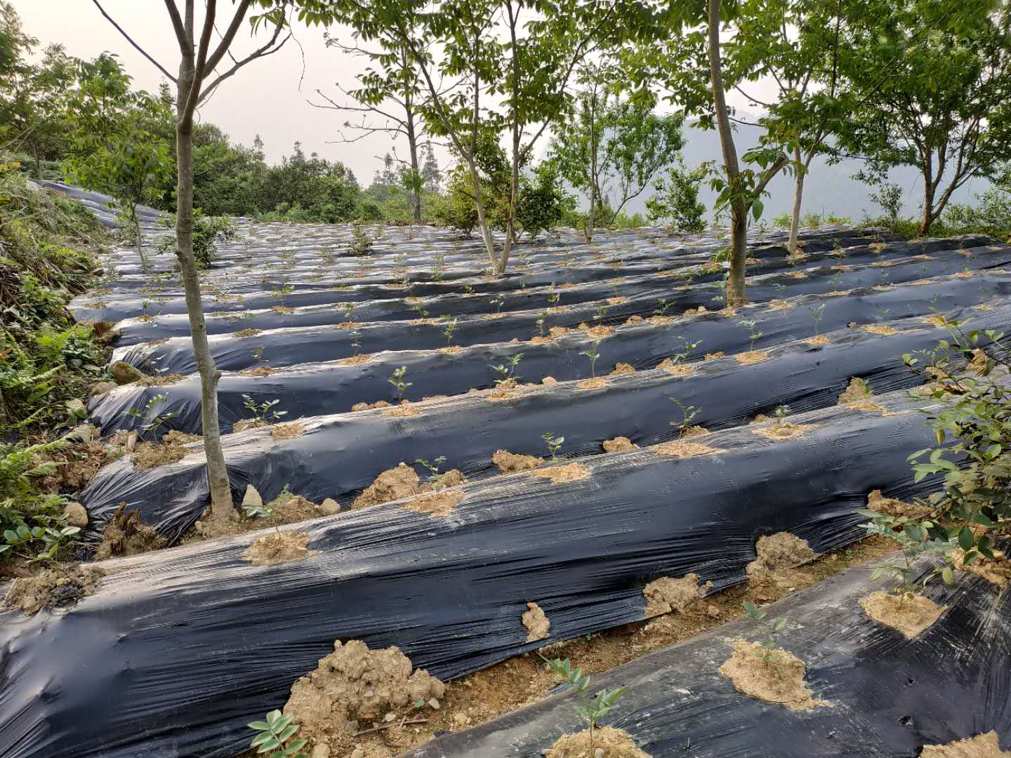 林下中药材示范种植基地,林下种植中药材设施项目方案