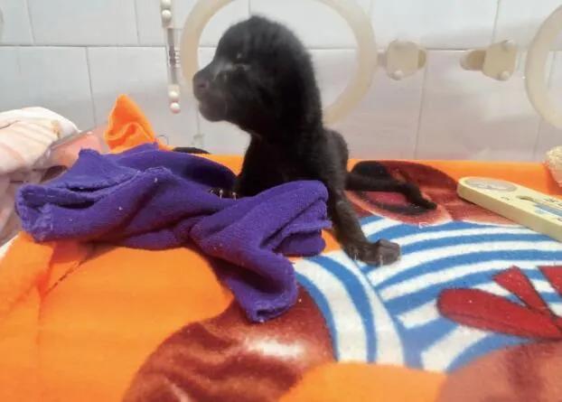 跨越种族的母爱小狗和小猫,跨越种族的母爱狗狗救小猫