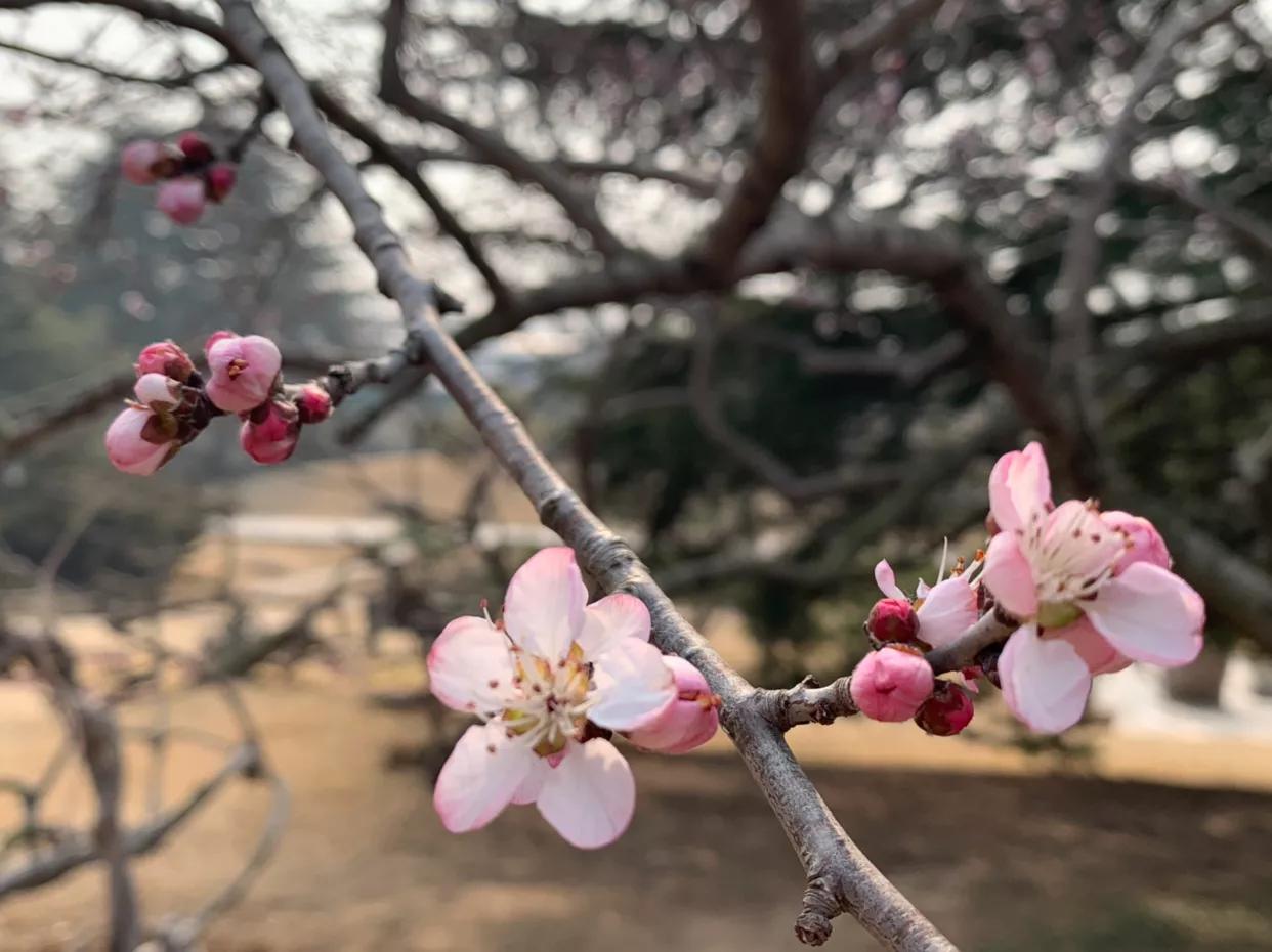 原创：初春，红色山桃惊喜开—为感谢好友赠送桃胶而作
