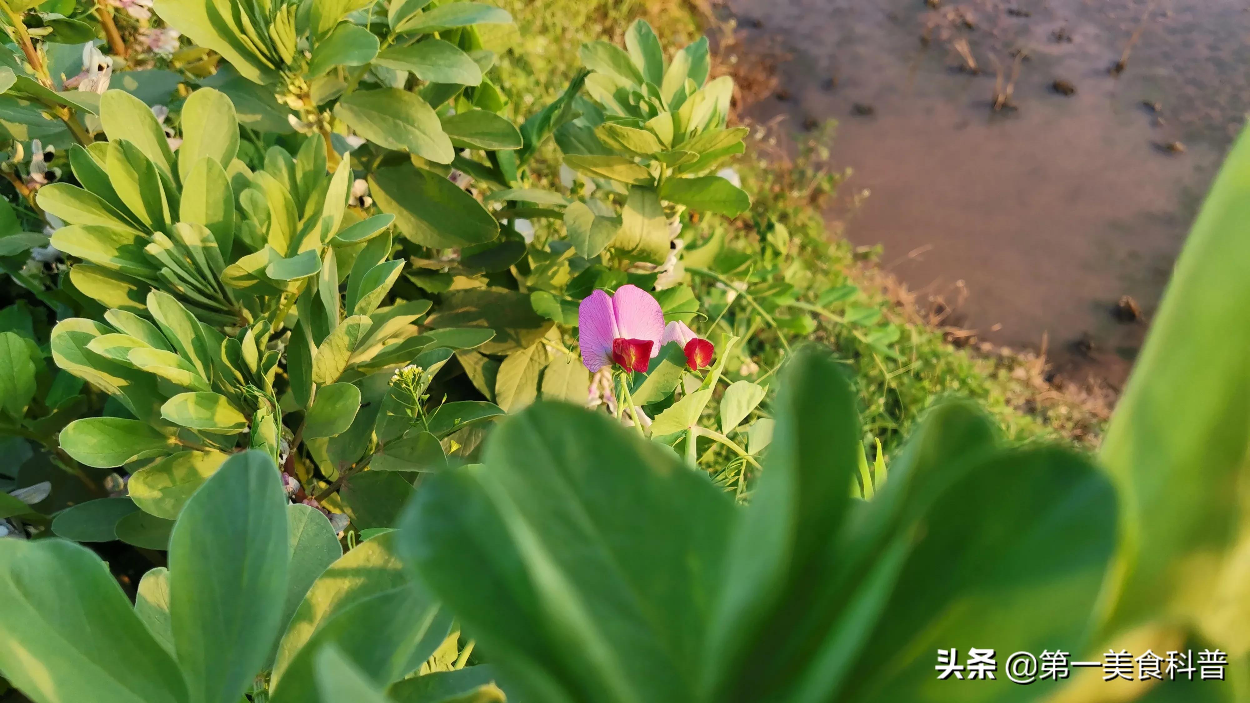 路边卖的芝麻油有害,传统纯小磨芝麻油