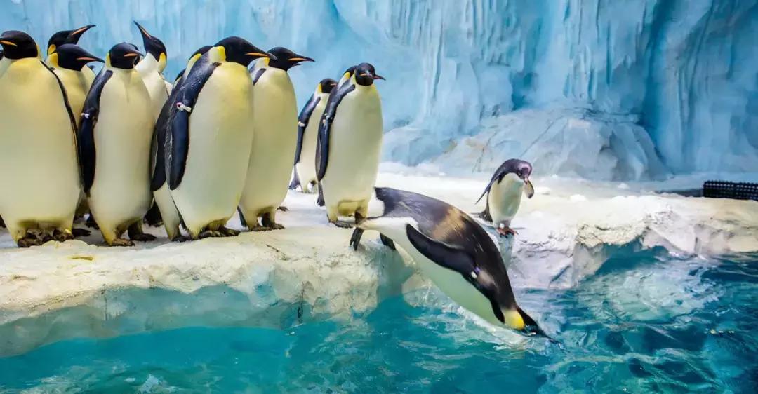 带小婴儿长隆动物园游玩攻略,亲子游玩广州熊猫酒店长隆攻略