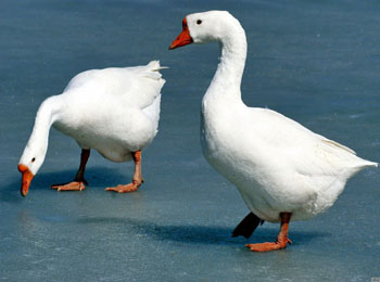 秀才无良搬起石头砸自己的脚