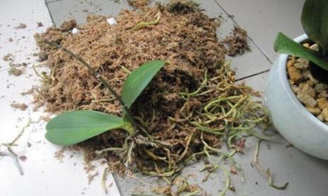 最容易烂根的四种花,花烂根了怎么救活