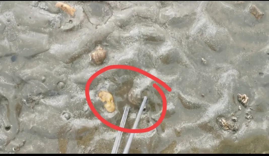 庄河黑岛赶海地点,庄河黑岛赶海潮汐表